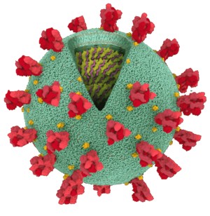 Coronavirus cutaway