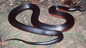 redbelliedblacksnake