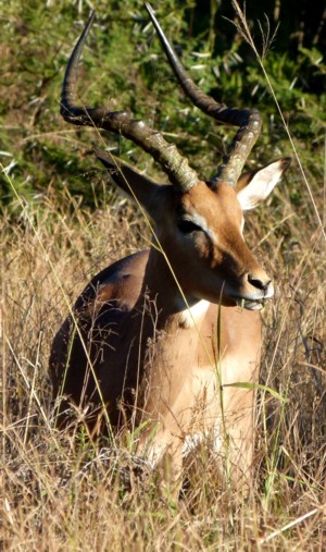 Springbok in the Bush